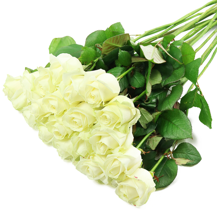 WHITE ROSES 1